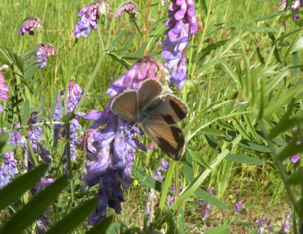 Forse Lycaena hippothoe eurydame?